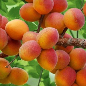 Абрикос Горный Абакан