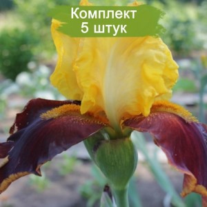 Саженцы ириса Суприм Султан (Supreme Sultan) -  комплект 5 шт.