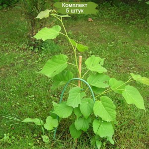 Саженцы липы Кавказской до 20 см -  комплект 5 шт.