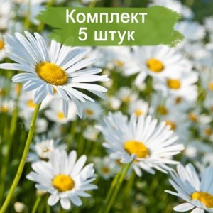 Саженцы ромашки нивяника Обыкновенный -  комплект 5 шт.