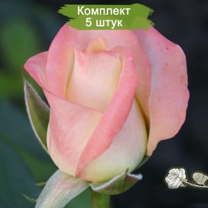 Саженцы чайно-гибридной розы Белла Перл (Belle Perle) -  комплект 5 шт.