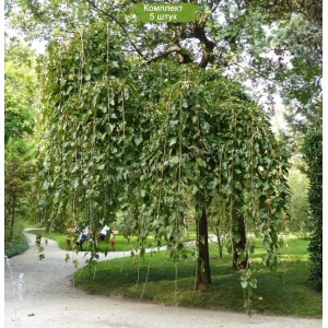 Саженцы вербы Пендула (плакучая) (Pendula)  -  комплект 5 шт.