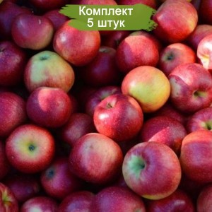 Саженцы яблони Беркутовское -  комплект 5 шт.