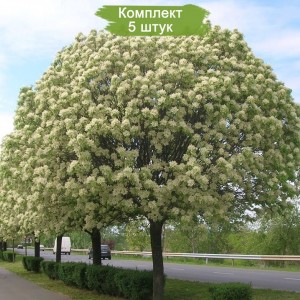 Саженцы ясеня Белого (60-100 см) -  комплект 5 шт.