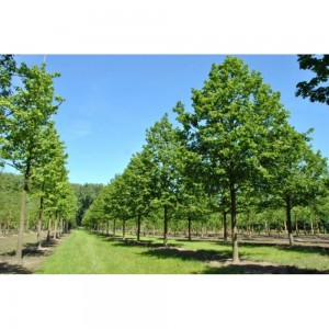 Саженец липы Крупнолистной от 150 см