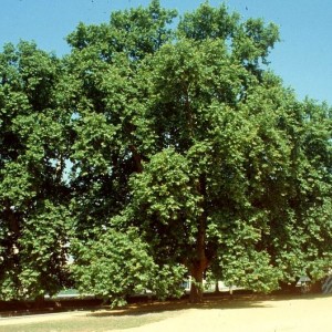 Саженец платана Керра