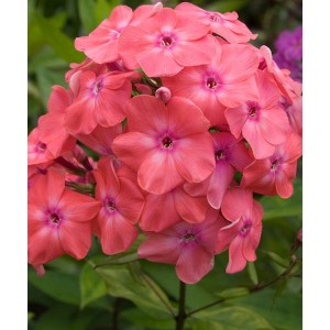 Саженец флокса Вотэмелон Панч