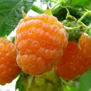 Саженец ремонтантной ремонтантной малины Гигант (Желтая)