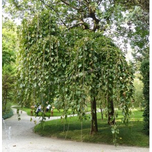 Саженец вербы Пендула (плакучей) (Pendula)