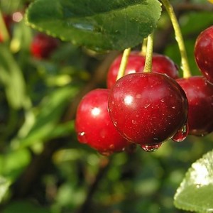 Вишня Малиновка