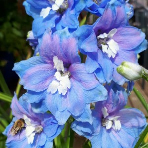 Саженец дельфиниума Центурион Скай Блю (Centurion Sky Blue)