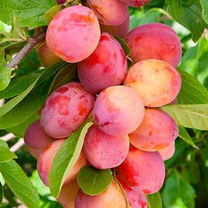 Саженец средней красной сливы Виктория