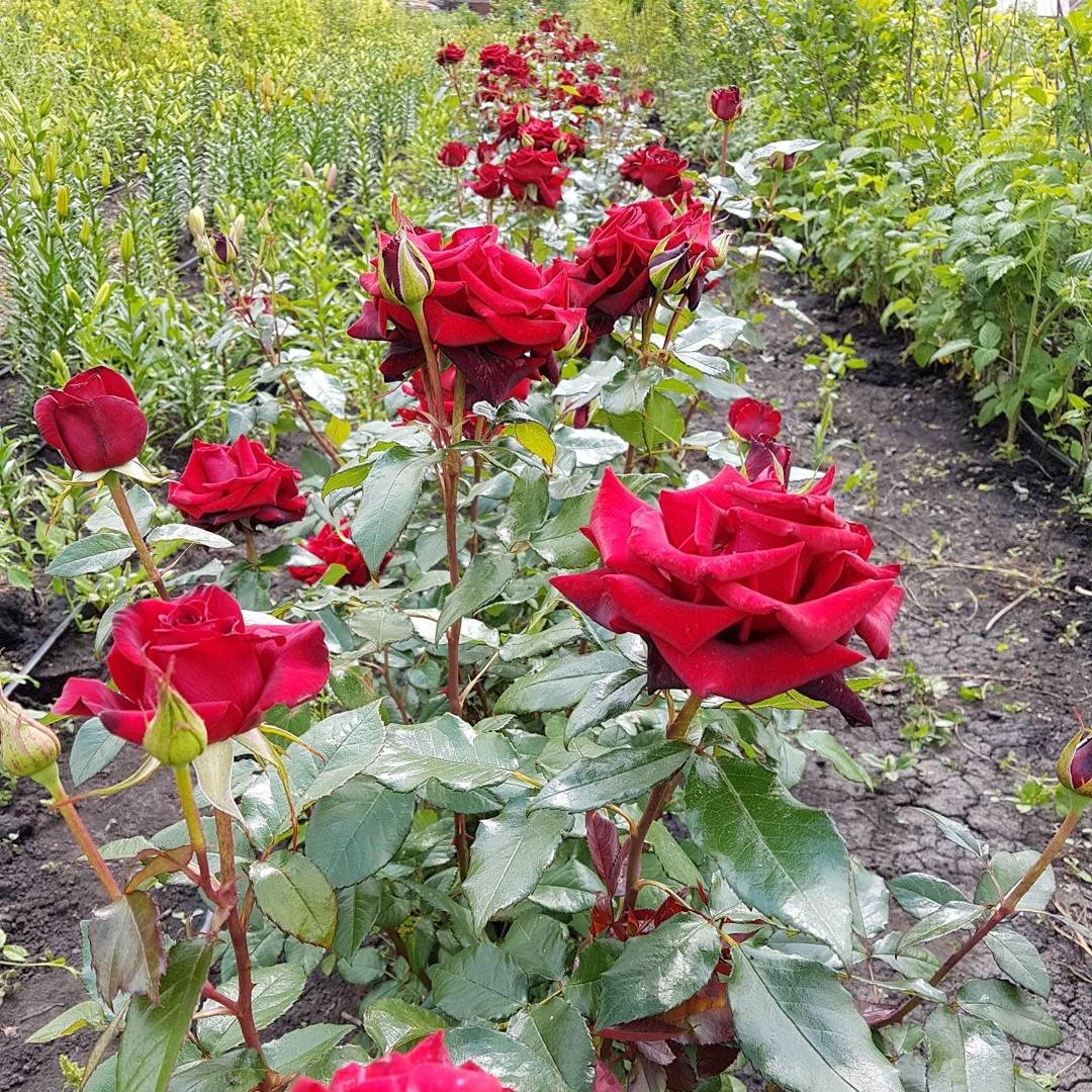Где В Таганроге Можно Купить Саженцы Роз