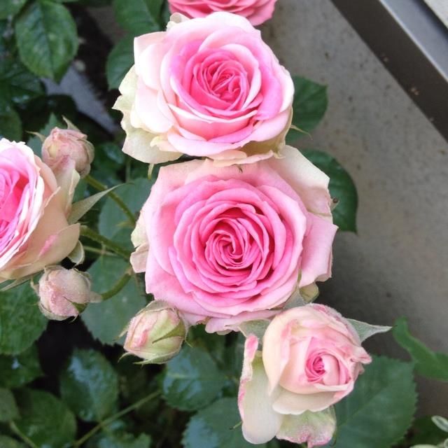 Мими - Розовое удовольствие - 123 фото