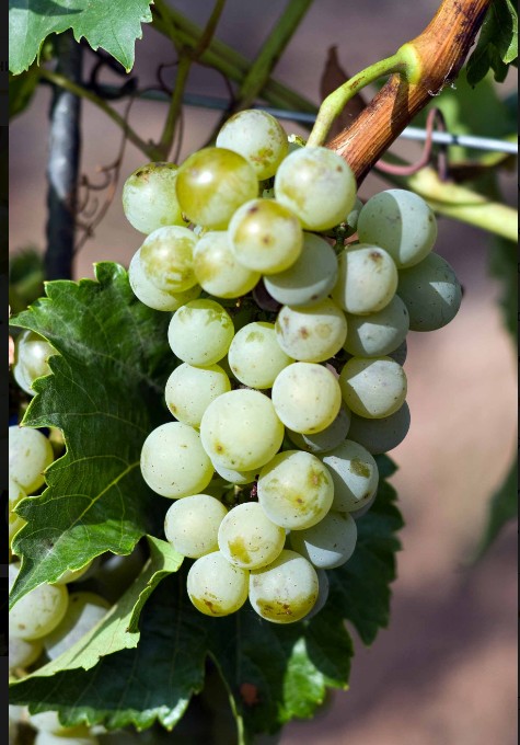 Виноград Виорика