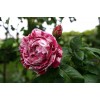 Саженец парковой розы Фердинанд Пишард (Ferdinand pichard)