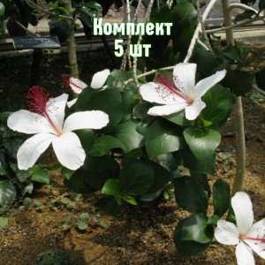 Комплект 5шт / Гибискус древовидный Арнотти