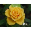Комплект 5шт
 / Роза Yellow Sun(чайно-гибридная)