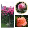Комплект Р7-3 саженца (Штамбовые розы Розариум Ютерзен, Эден Роуз, Сильве Джюбилей)
