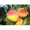 Персик Хадуссамат жёлтый