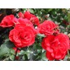 Саженец кустовой розы Кордес Брильянт (Kordes Brillant)