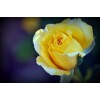 Саженец чайно-гибридной розы Джина Лоллобриджида (Gina Lollobrigida)