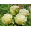 Саженец чайно-гибридной розы Лавли Грин (Lovely Green)