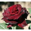 Саженец чайно-гибридной розы Перль Нуар (Perle Noire)
