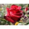 Саженец чайно-гибридной розы Ред Париж (Red Paris)