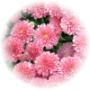 Саженец хризантемы мультифлора Домино пинк 