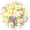 Саженец хризантемы мультифлора Эльф Йеллоу (Elfie Yellow)