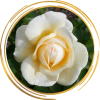 Саженец канадской розы Джей Пи Коннел (J.P. Connel)