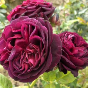 Саженцы пионовидной розы купить в москве катя кратко имя