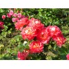 Саженец парковой розы Декор Арлекин (Decor Arlequin)