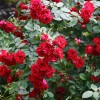 Саженец плетистой розы Фламментанц (Flammentanz)