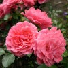 Саженец плетистой розы Розариум Ютерсен (Rosarium Uetersen)