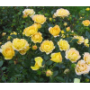 Саженец почвопокровной розы Yellow Fairy (Еллоу Фейри)