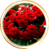 Саженец полиантовой розы Ред Диадем (Red Diadem)