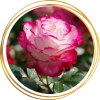 Саженец полиантовой розы Роял Минуэто (Royal Minueto)