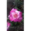 Саженец розы флорибунды Арифа (Arifa)