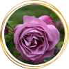 Саженец шраб розы Хаирлум (Heirloom)