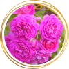 Саженец шраб розы Мелина (Melina)