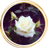 Саженец шраб розы Паскаль (Pascali)