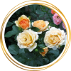 Саженец шраб розы Зорба (Zorba)