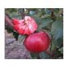 Саженец красномясой яблони Байя Мариса (Baya Marisa)