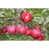 Саженец красномясой яблони Редлав Одиссо (Redlove Odysso)