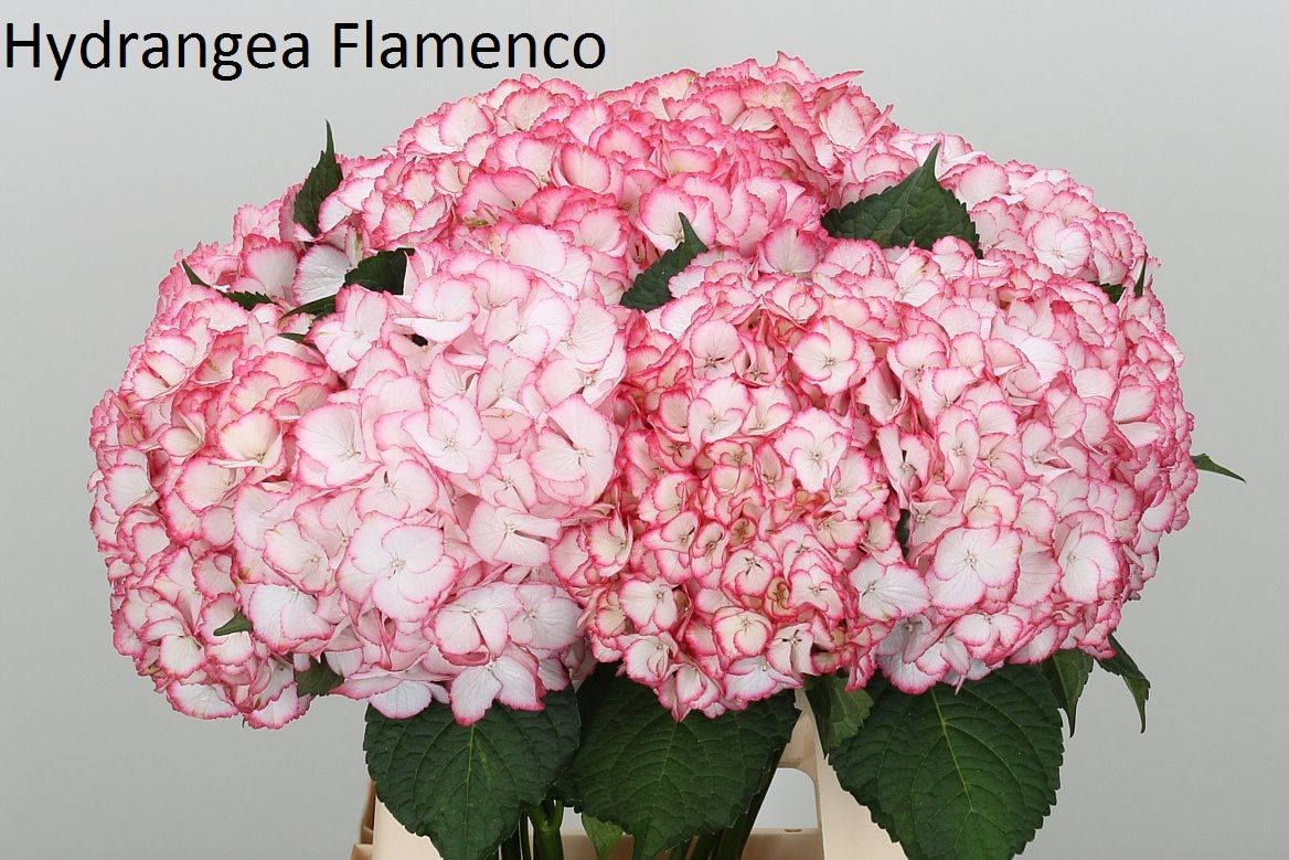 Саженец гортензии крупнолистной Мэджикал Фламенко (Magical Flamenco)