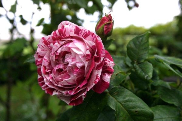 Саженец парковой розы Фердинанд Пишард (Ferdinand pichard)