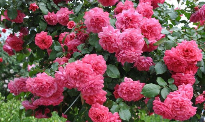 Саженец плетистой розы Розариум Ютерсен (Rosarium Uetersen)