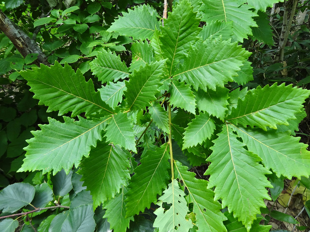 Дуб зубчатый - Quercus dentata Thunb